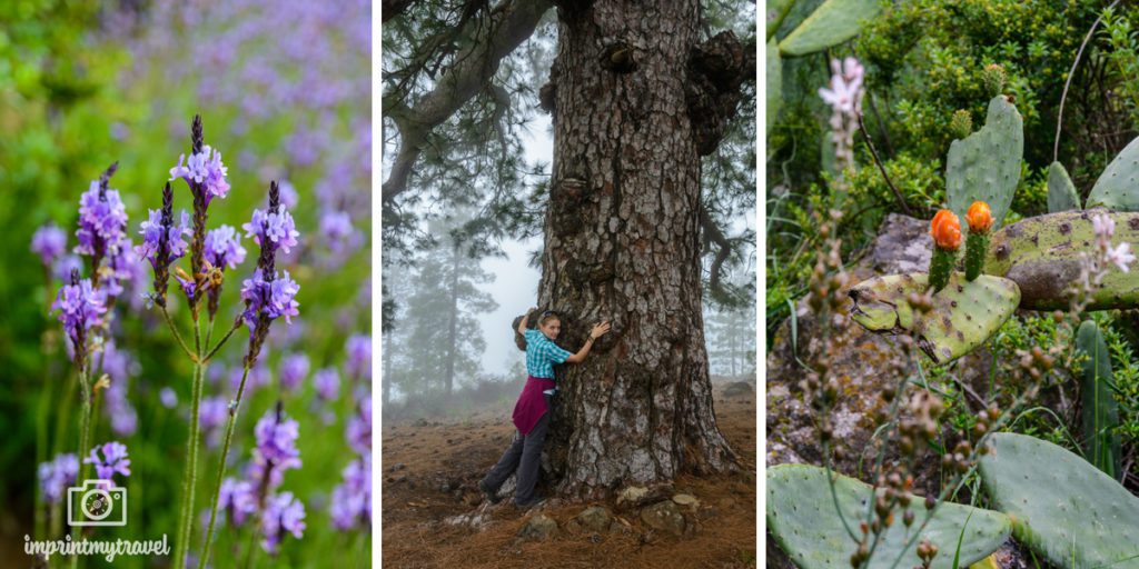 Wandern auf Teneriffa Flora