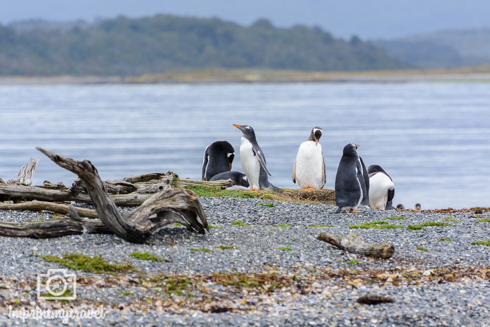 Fotoreise Patagonien Pinguine