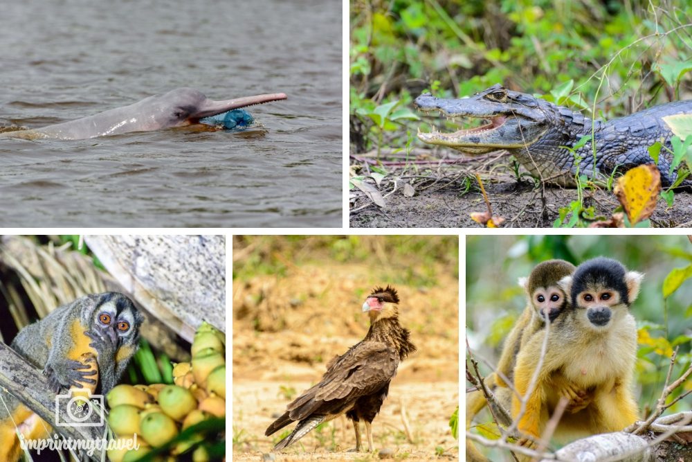 Bolivien Sehenswürdigkeiten Amazonas Tierwelt