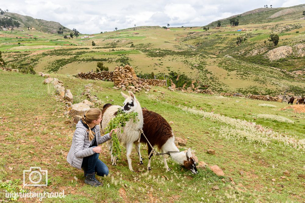 Bolivien Sehenswürdigkeiten Lamas