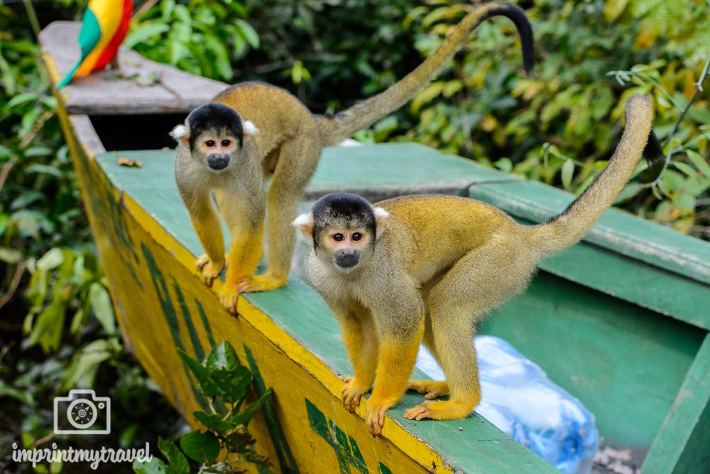 Bolivien Sehenswürdigkeiten Amazonas