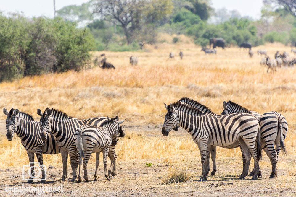 Safari in Botswana Moremi Trockenzeit