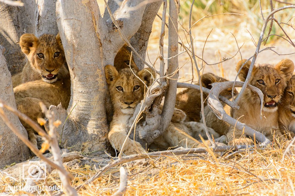 Safari in Botswana Moremi Loewenbabies