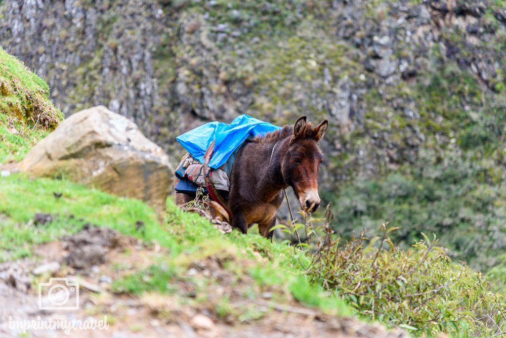 Lares Trekking nach Machu Picchu Maultiere