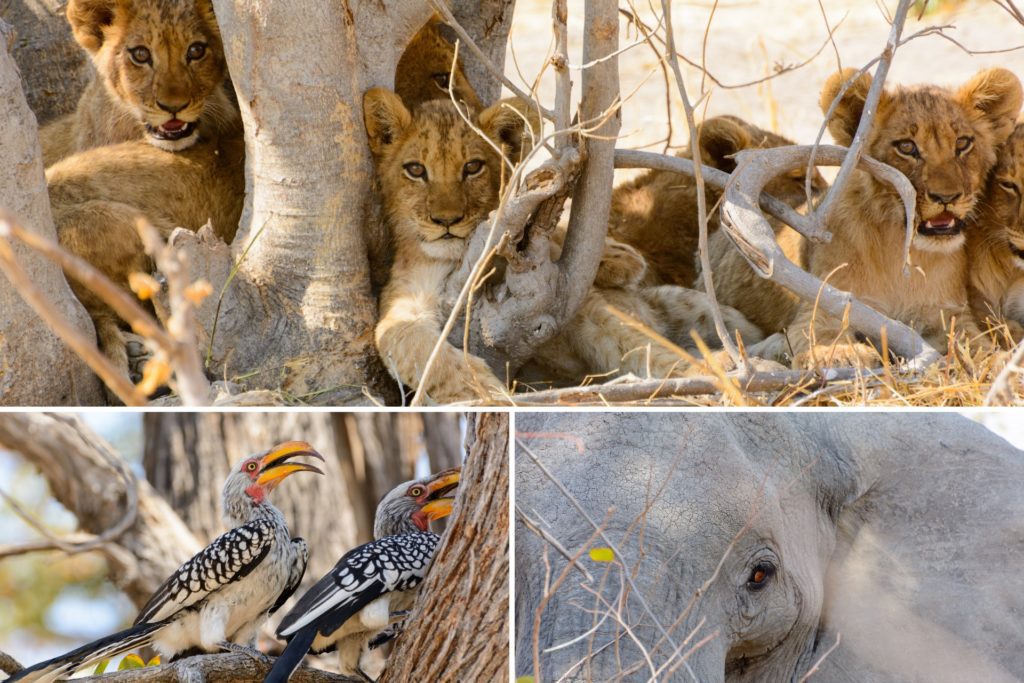 safari in botswana moremi titel