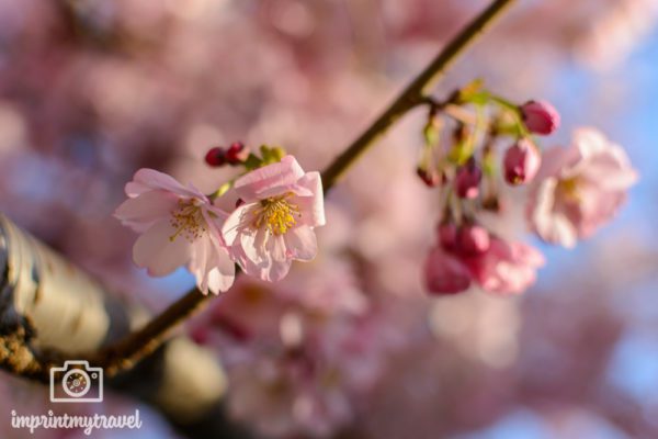Kirschblüte in Wien- die 7 besten Orte für Frühlingsgefühle | Reiseblog & Fotografieblog aus ...