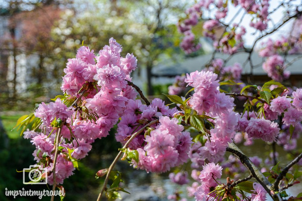 Kirschblüte Wien Japanischer Garten