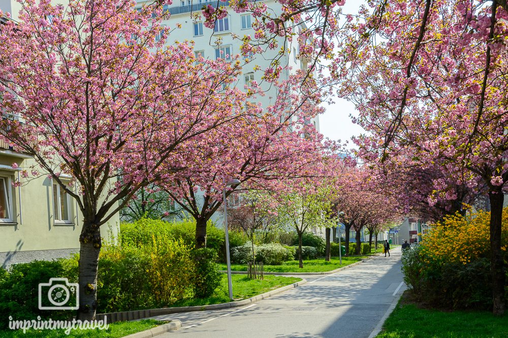 Kirschblüte Wien Hainburger Weg