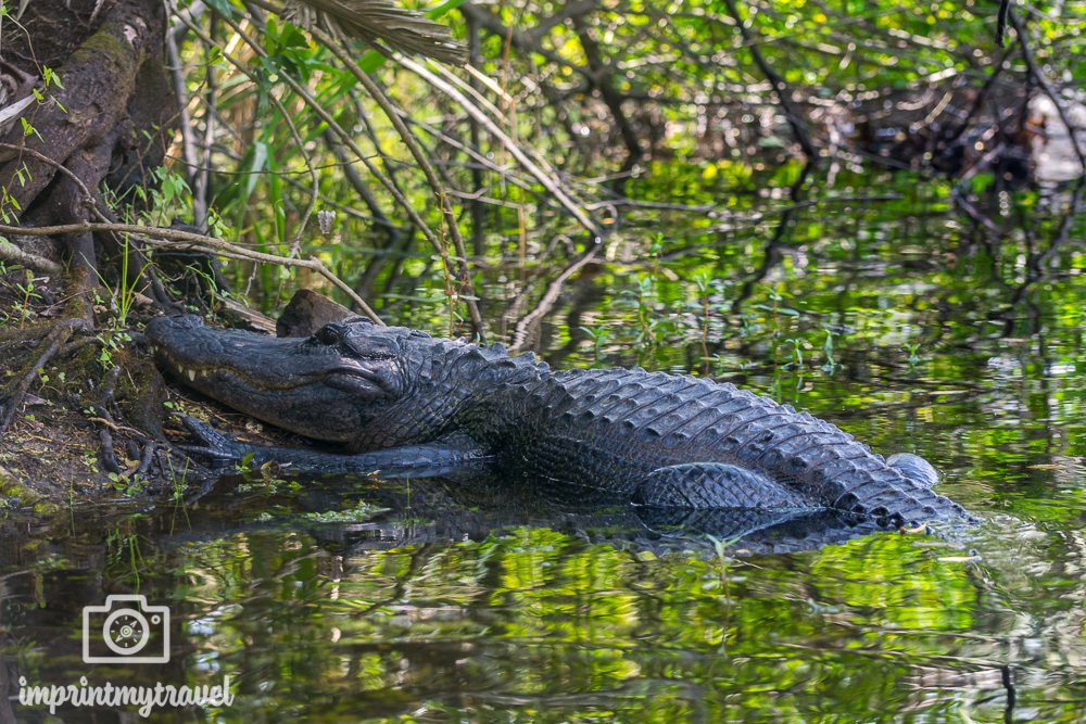 Alligator Big Cypress National Preserve