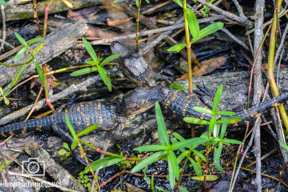 Baby- Alligator Everglades Nationalpark Shark Valley 