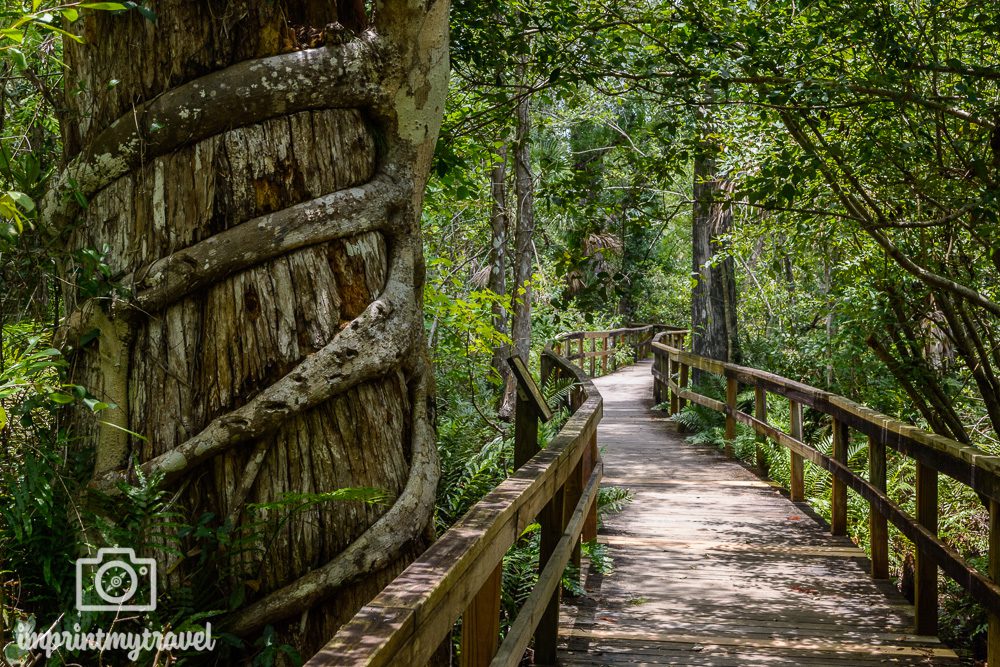 Big Cypress Bend Boardwalk Fakahatchee Strand State Preserve