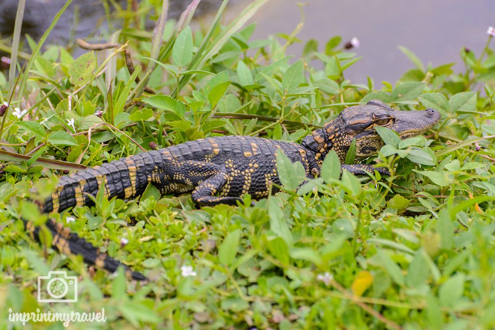 Alligator Nest Everglades Nationalpark