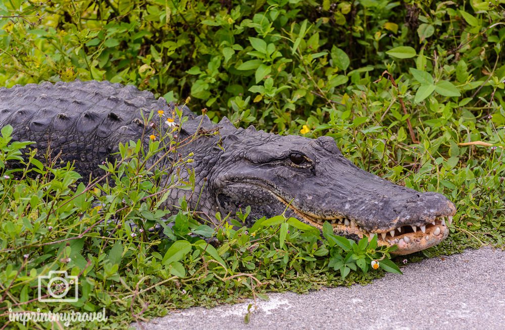Alligator im Everglades Nationalpark