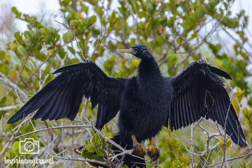 Anhinga Vogel Everglades Nationalpark