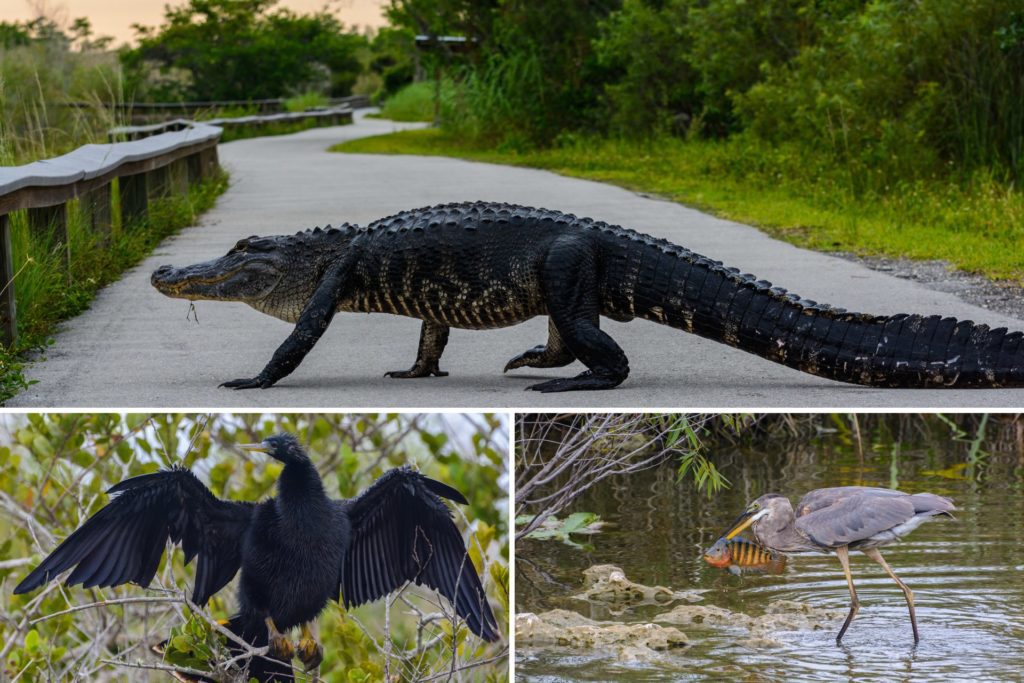 Der Everglades Nationalpark in Florida