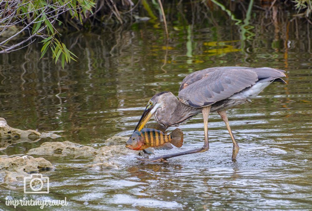 Reiher mit Fisch im Everglades Nationalpark