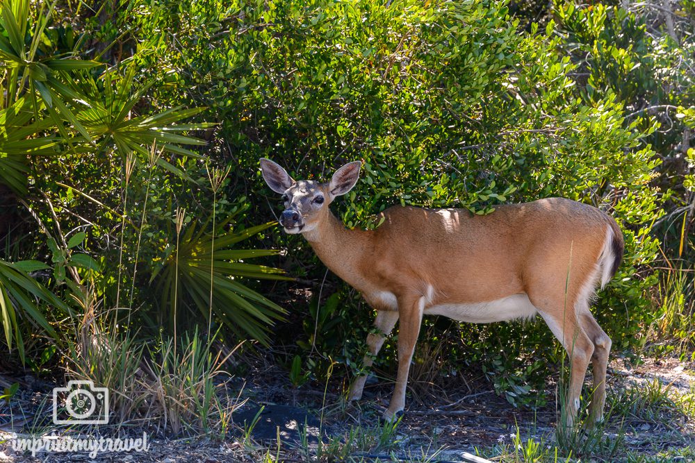 Florida Key Deer Refuge