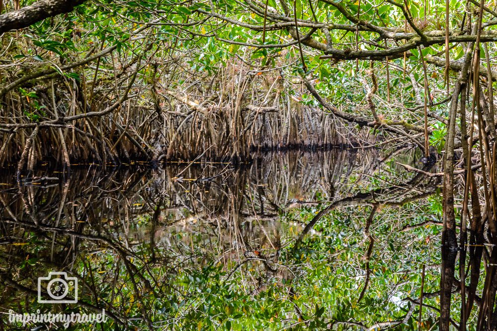 Mangroven Everglades Nationalpark