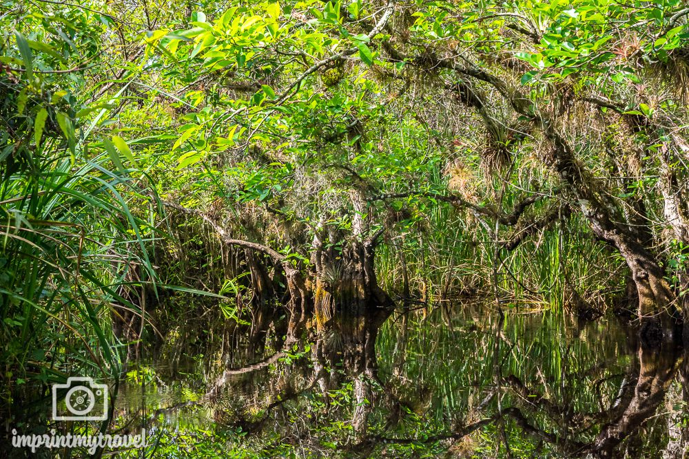 Mangroventunnel Big Cypress National Preserve