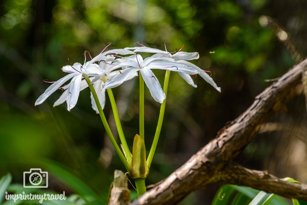 Wasserlilie im Everglades Nationalpark