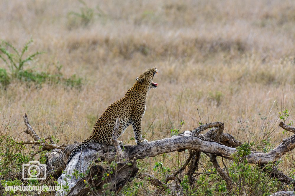 Fotoreise Serengeti Leopard