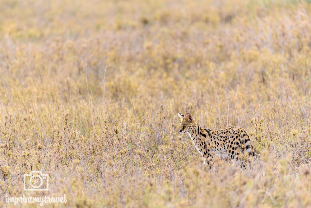 Serengeti Nationalpark Serval