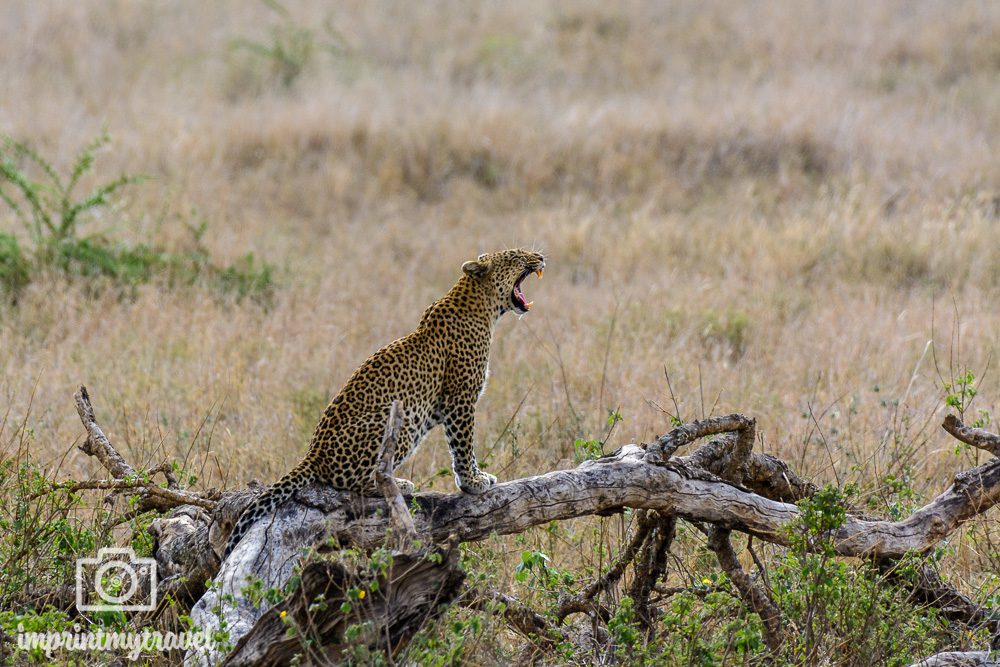 Tansania Nationalparks Serengeti Leopard