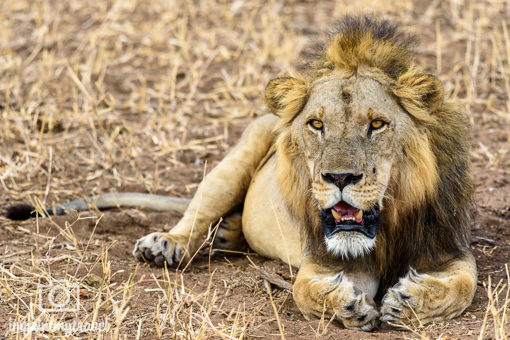 Tansania Nationalparks Tarangire Löwe