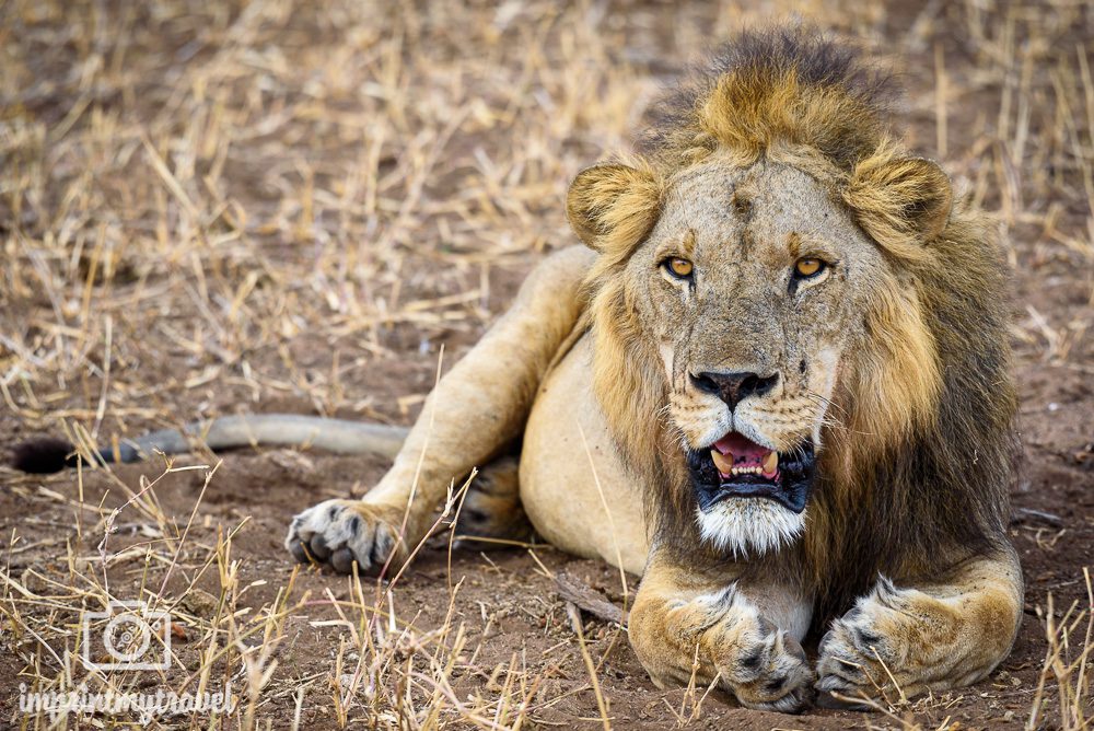 Verschlusszeit Safarifotos
