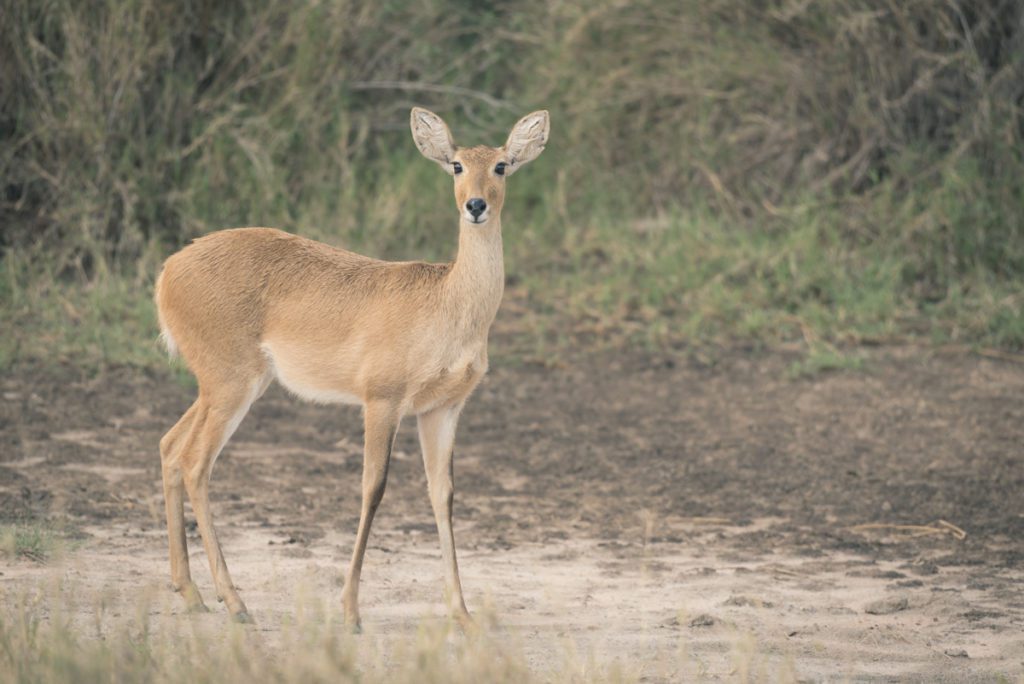 Wandbild Antilope Tansania