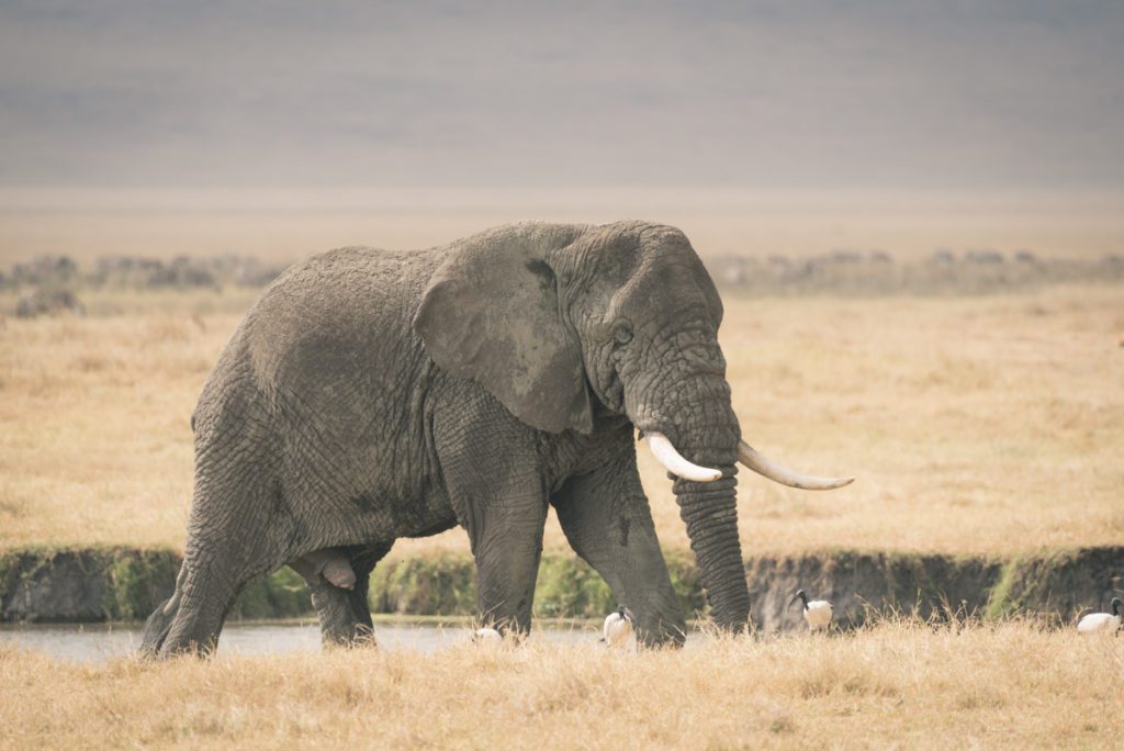 Wandbild Elefantenbulle