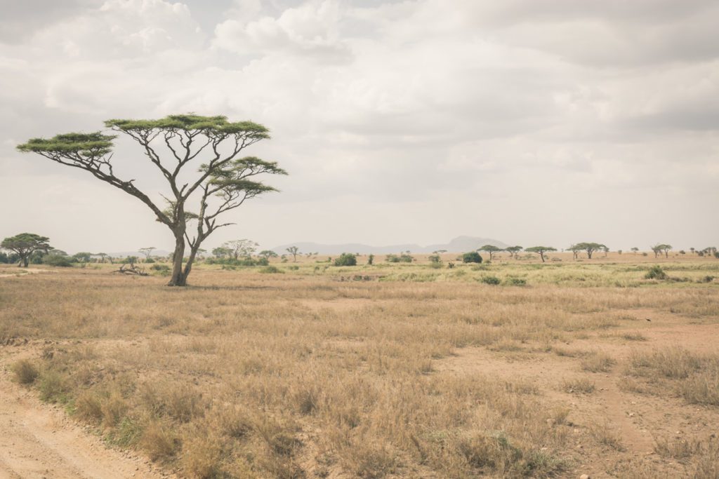 Wandbild Serengeti Tansania