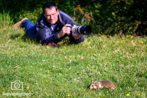 Feldhamster Fotoworkshop Making of