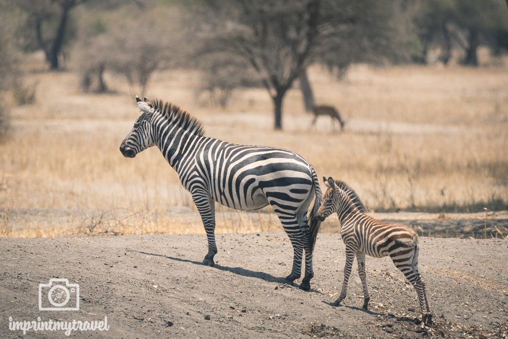 Zebras Tarangire Nationalpark