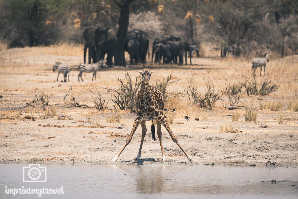 Giraffe im Tarangire Nationalpark