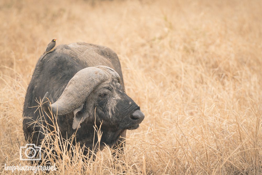 Büffel Tarangire Nationalpark Tansania