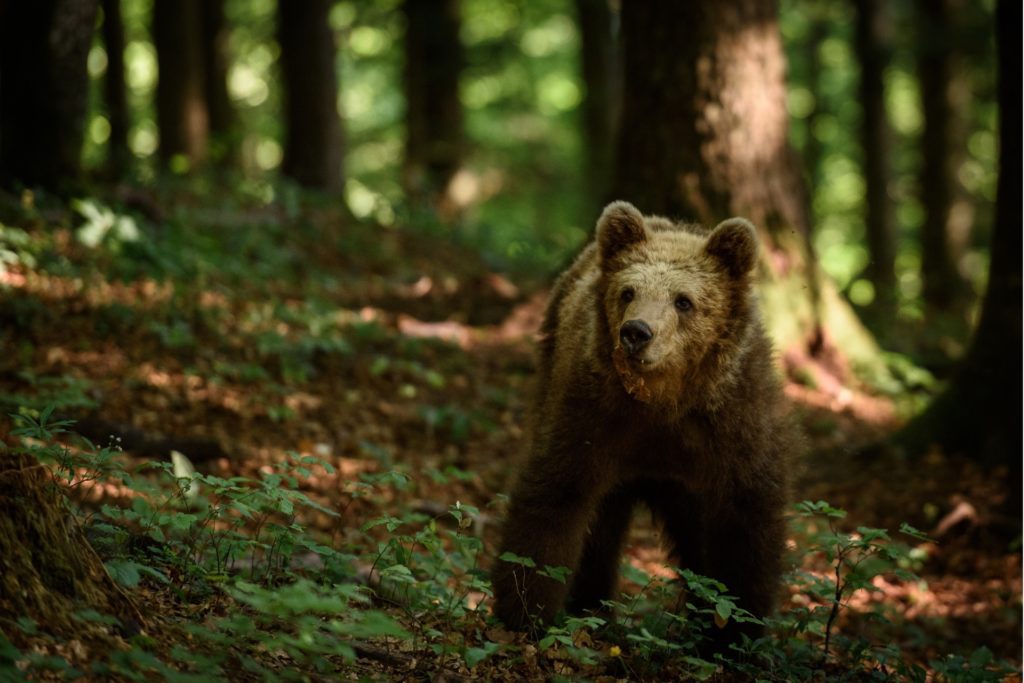 bären fotografieren slowenien