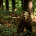 bären fotografieren slowenien