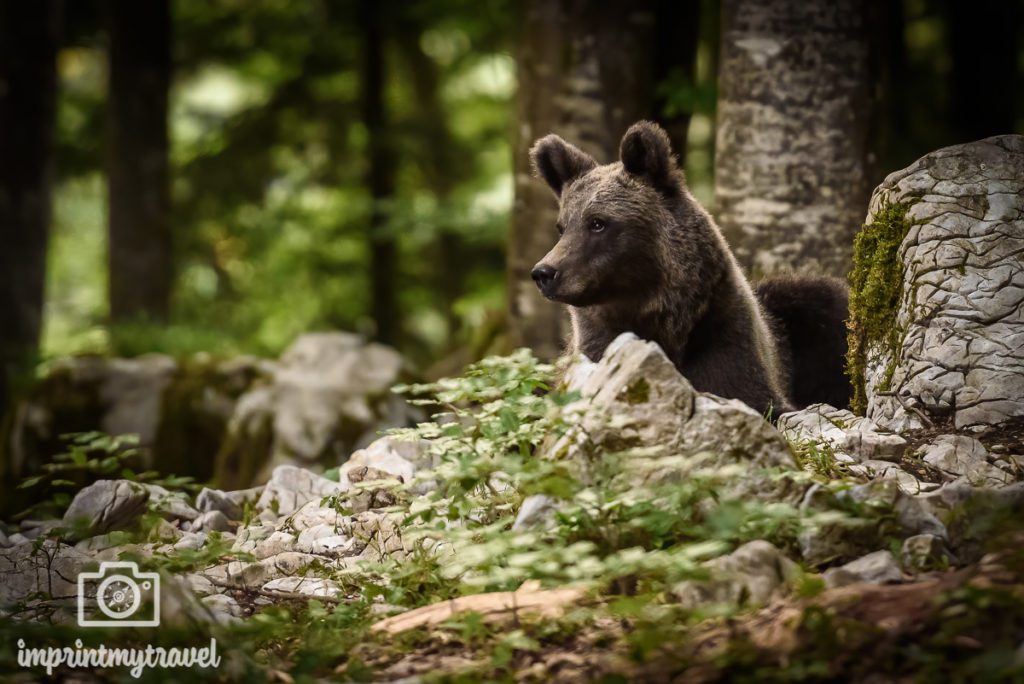 fotoreise wilde bären slowenien