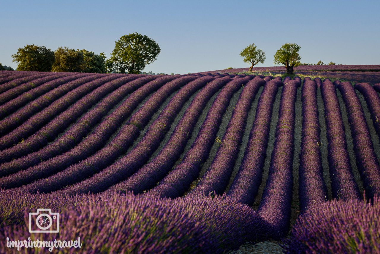 Lavendel in der Umgebung von Valensole