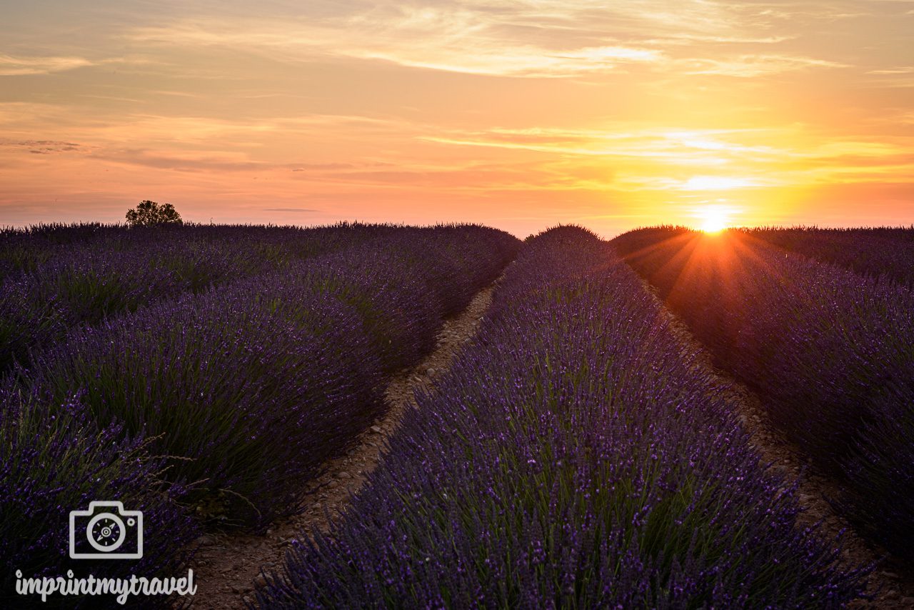 Sonnenuntergang über den Lavendelfeldern bei Valensole