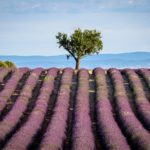lavendelblüte provence fotografieren titel