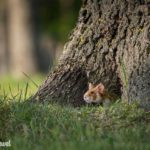 feldhamster workshop 2022