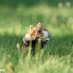 feldhamster workshop 2022