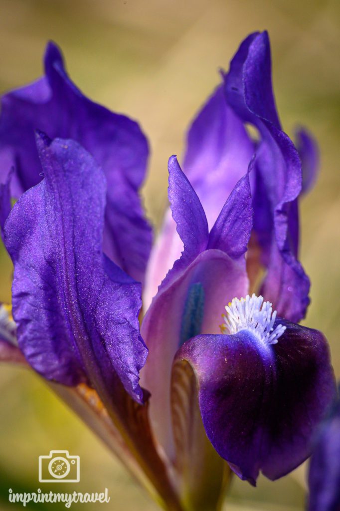 Blütenstempel fotografiert mit NiSi Nahlinse