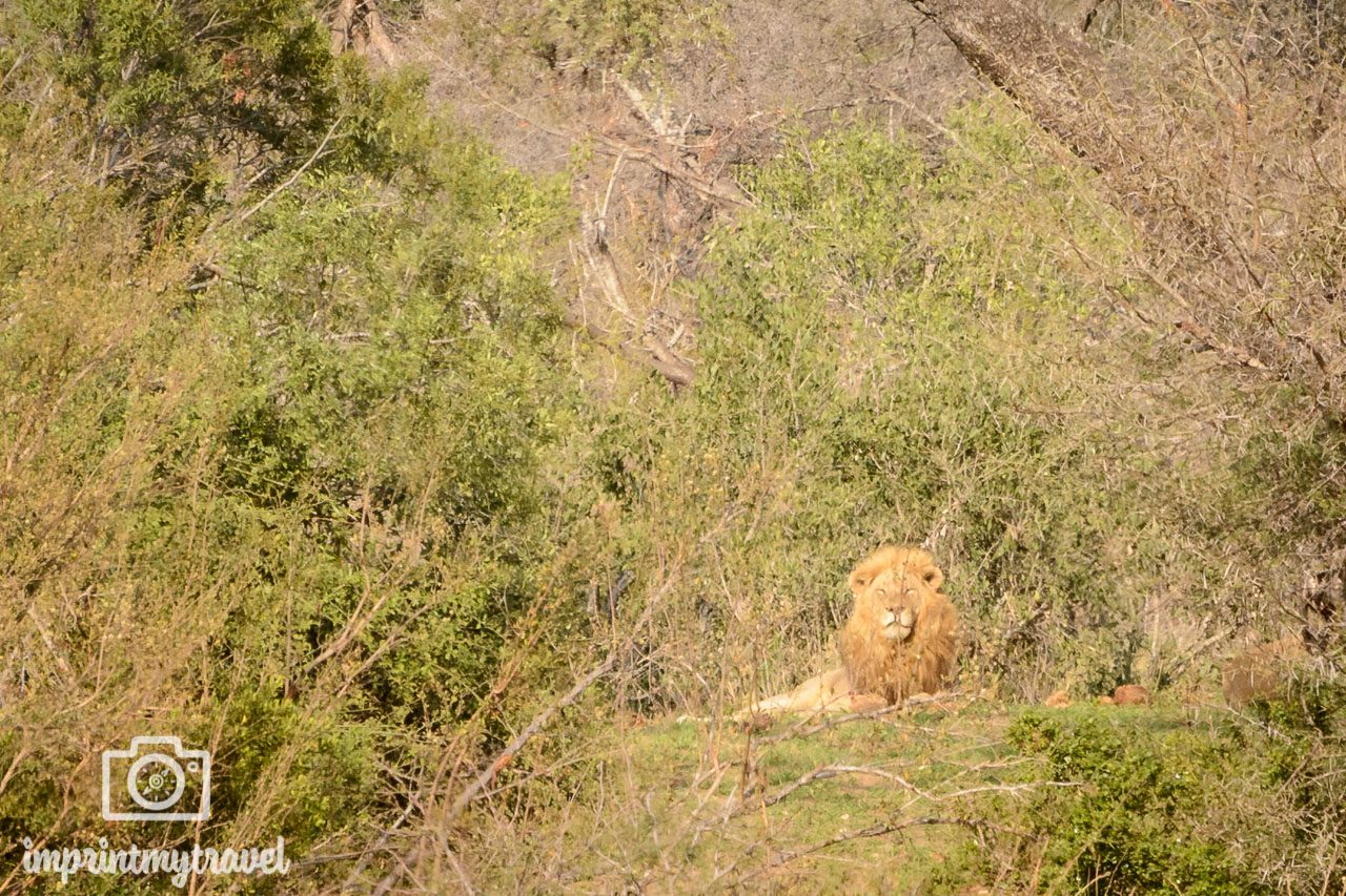 safari krueger nationalpark löwe ausschnitt