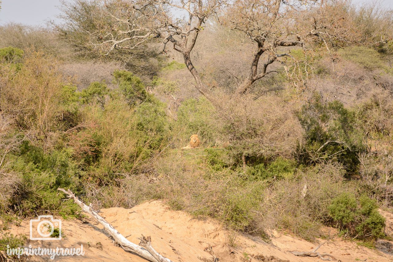 safari krueger nationalpark loewe
