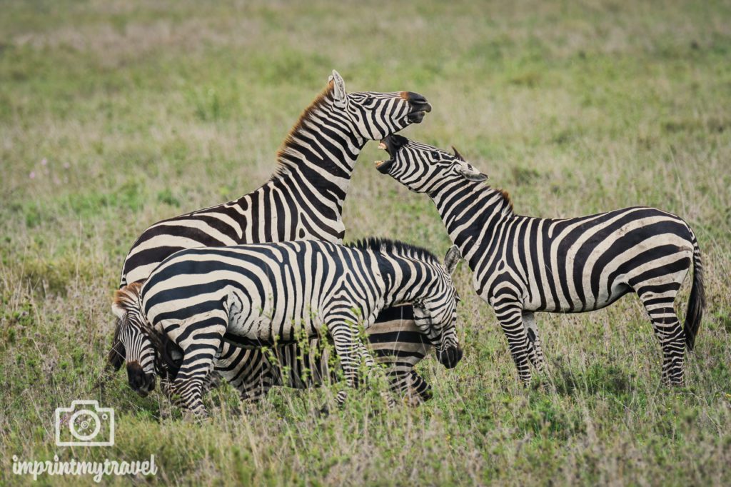 grosse migration tansania zebras bilder