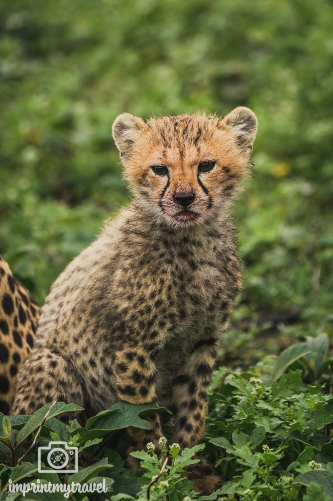 fotos tansania gepard