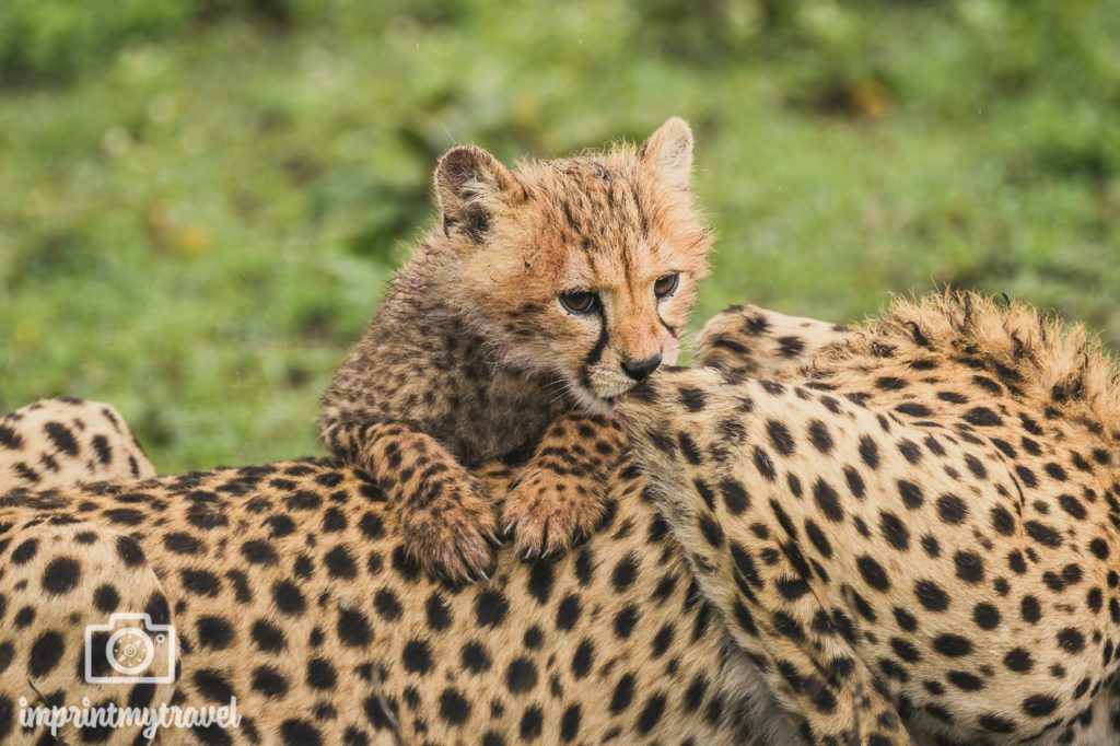 bilder tansania gepard